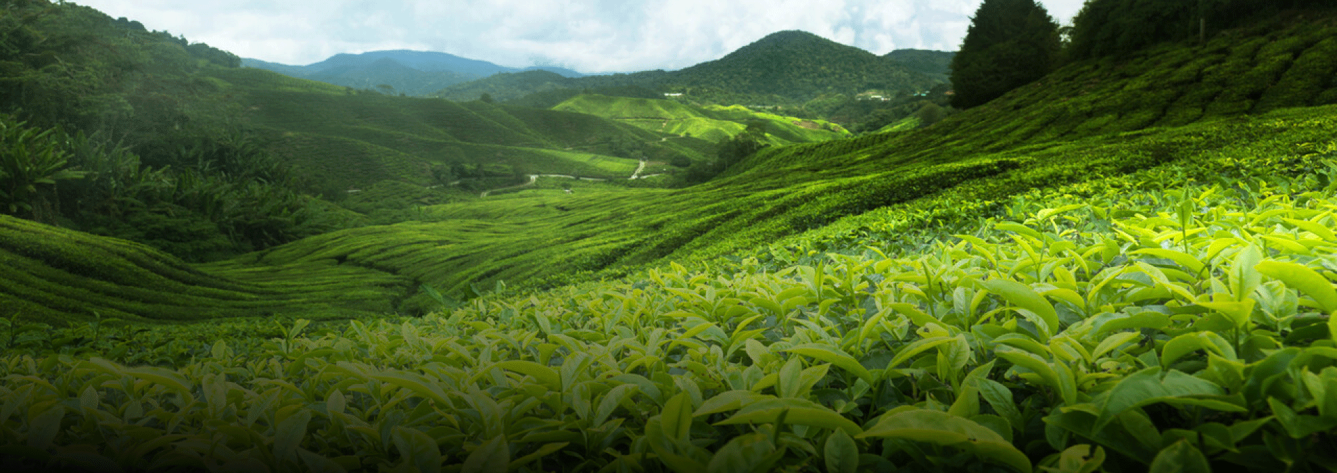 Egy dohánymentes életért.